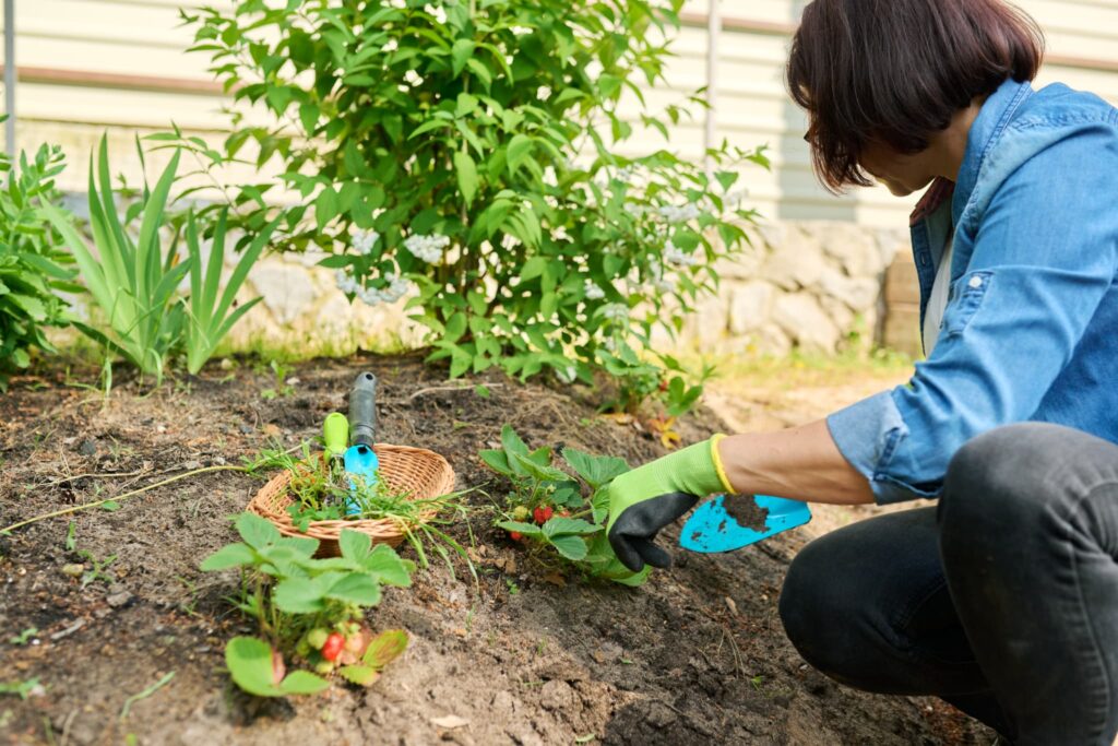 イチゴを育てる。家庭菜園
